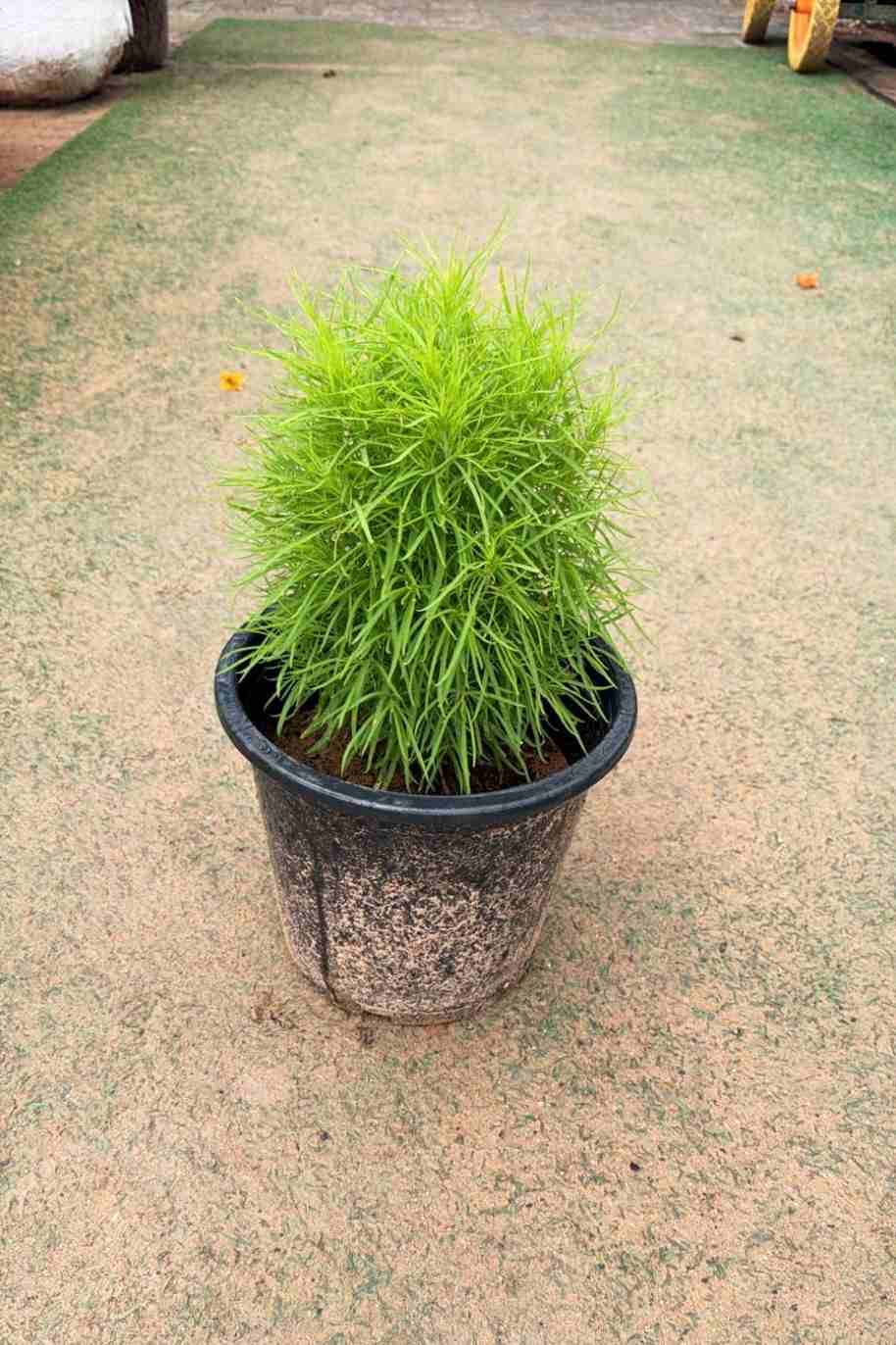 Summer Cypress - Kochia Scoparia - image 2