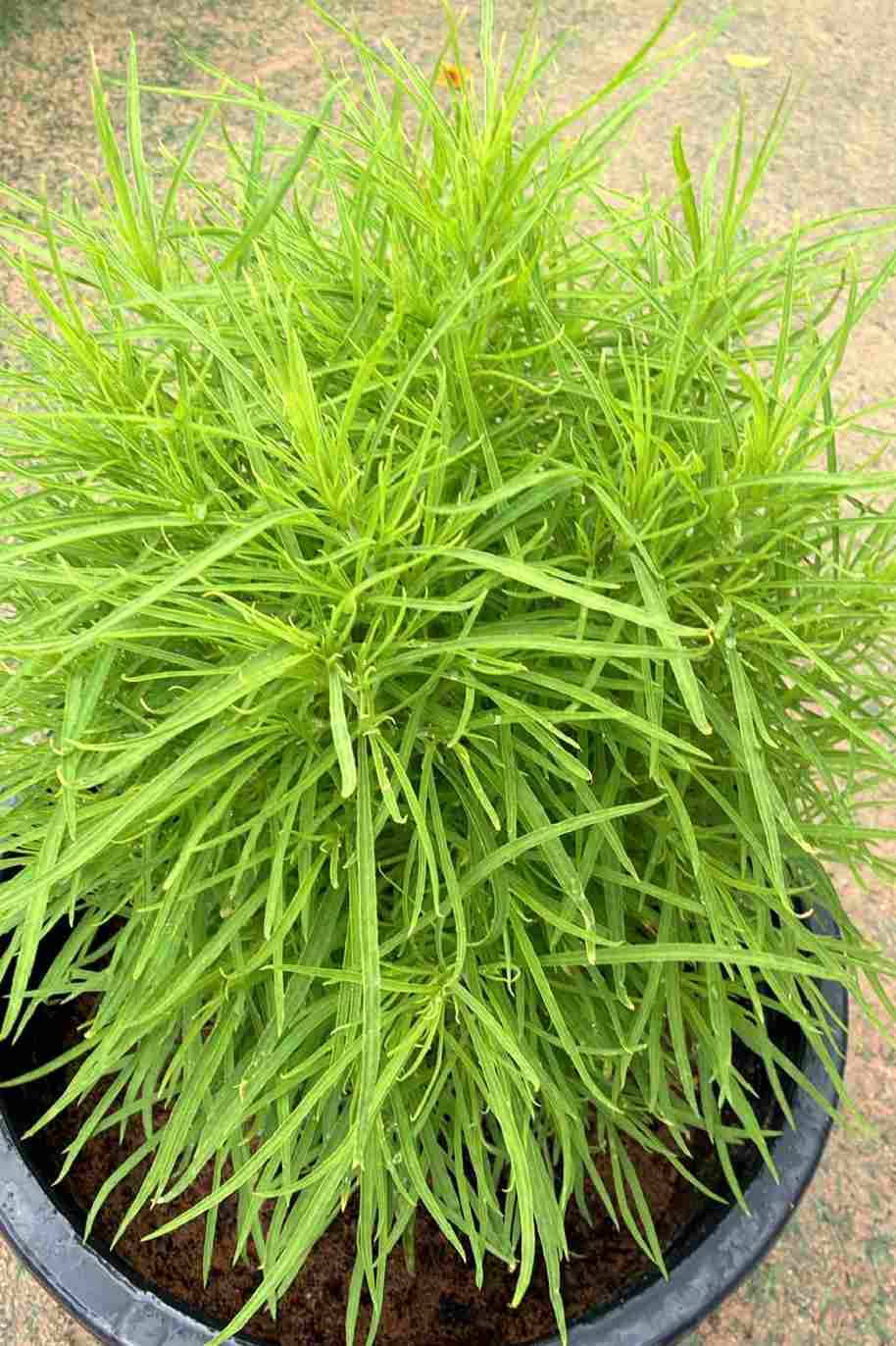 Summer Cypress - Kochia Scoparia