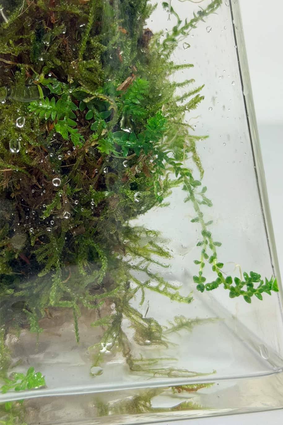 PS Terrariums