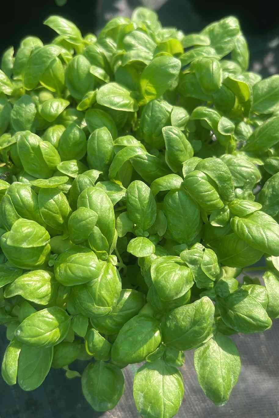Sweet Basil