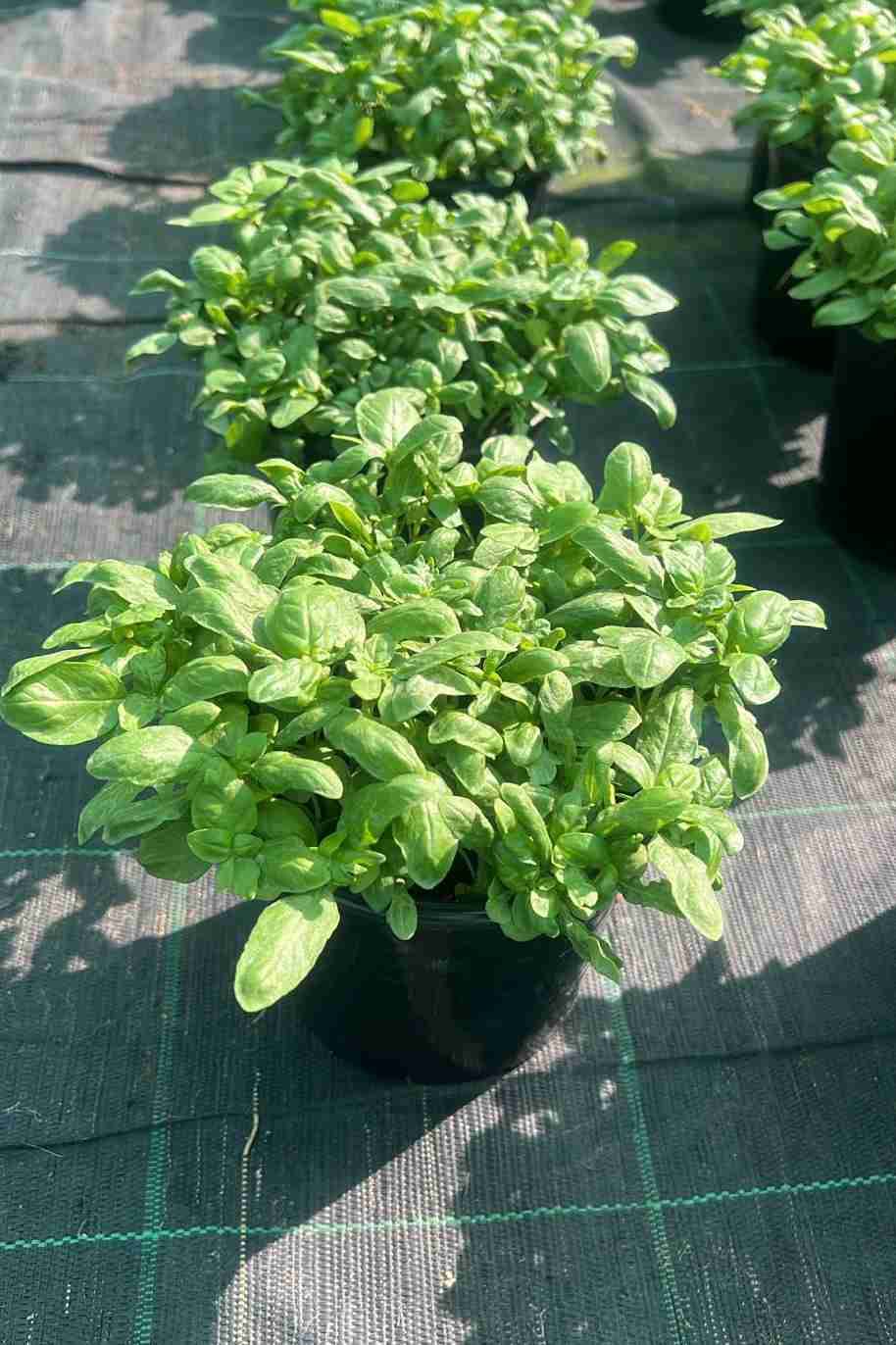 Sweet Basil