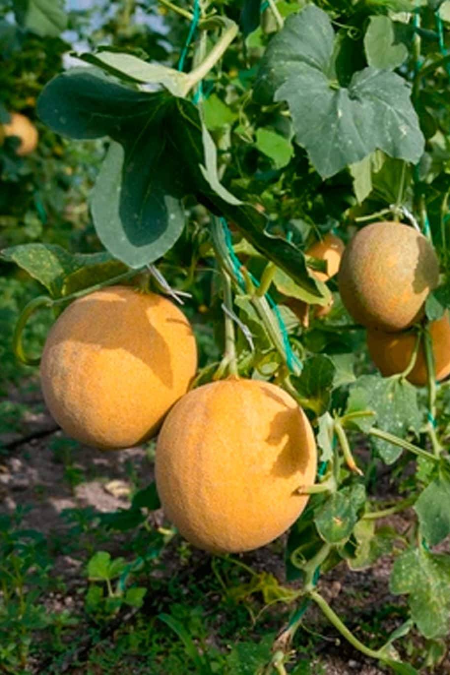 Sweet Melon Seeds