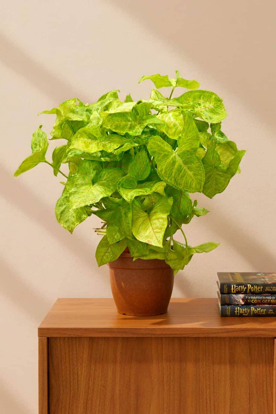 Syngonium Gold Bushy