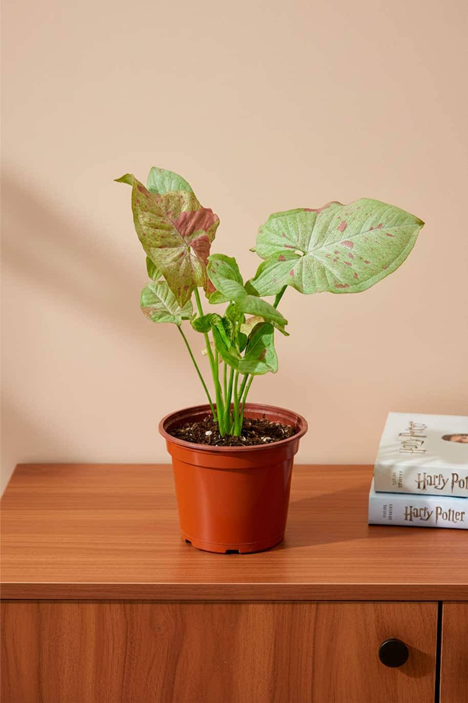 Syngonium Milk Confetti Mini