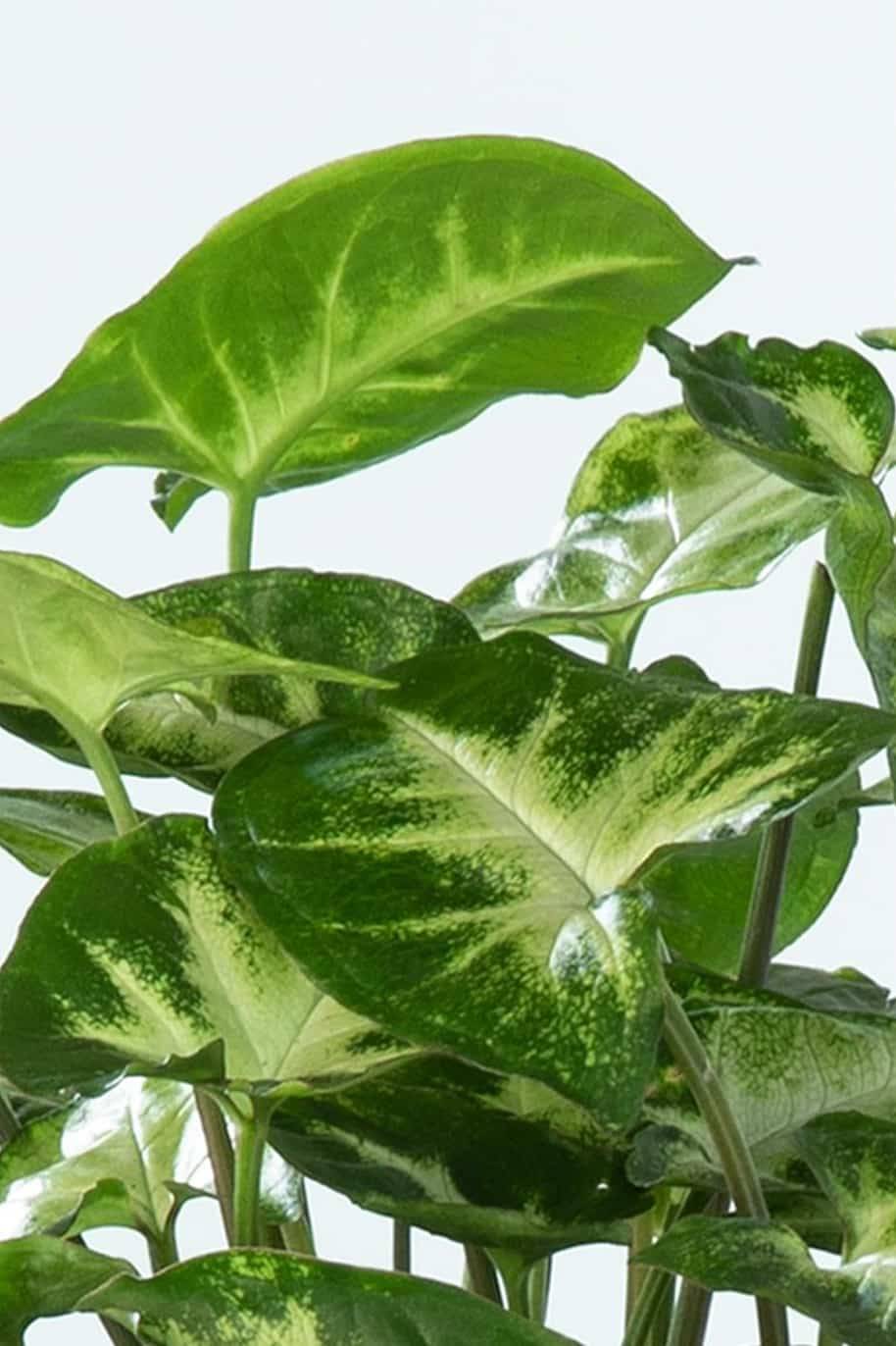 Syngonium Pixi