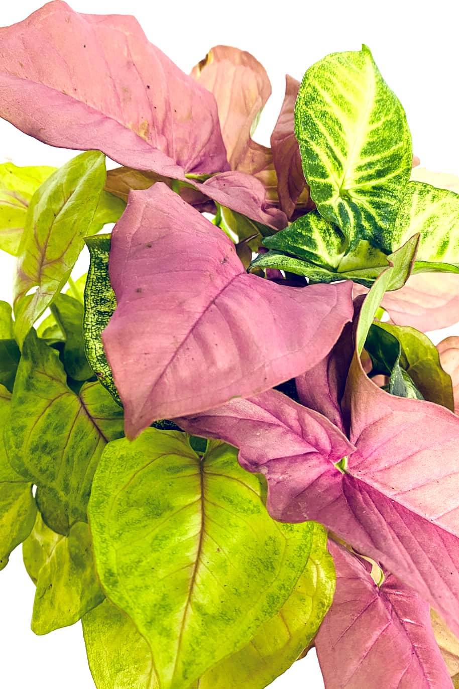 Syngonium Trio - image 2