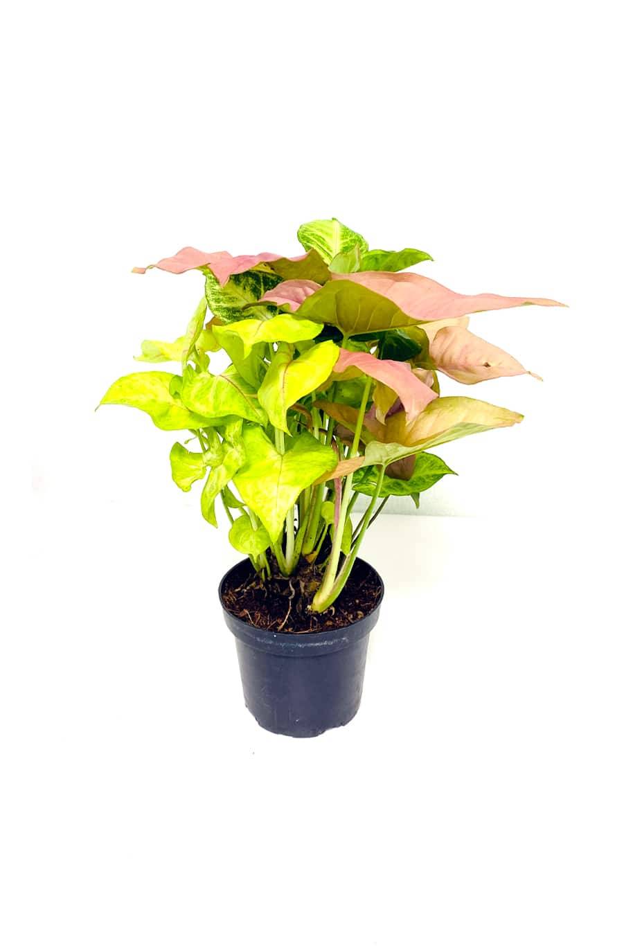 Syngonium Trio