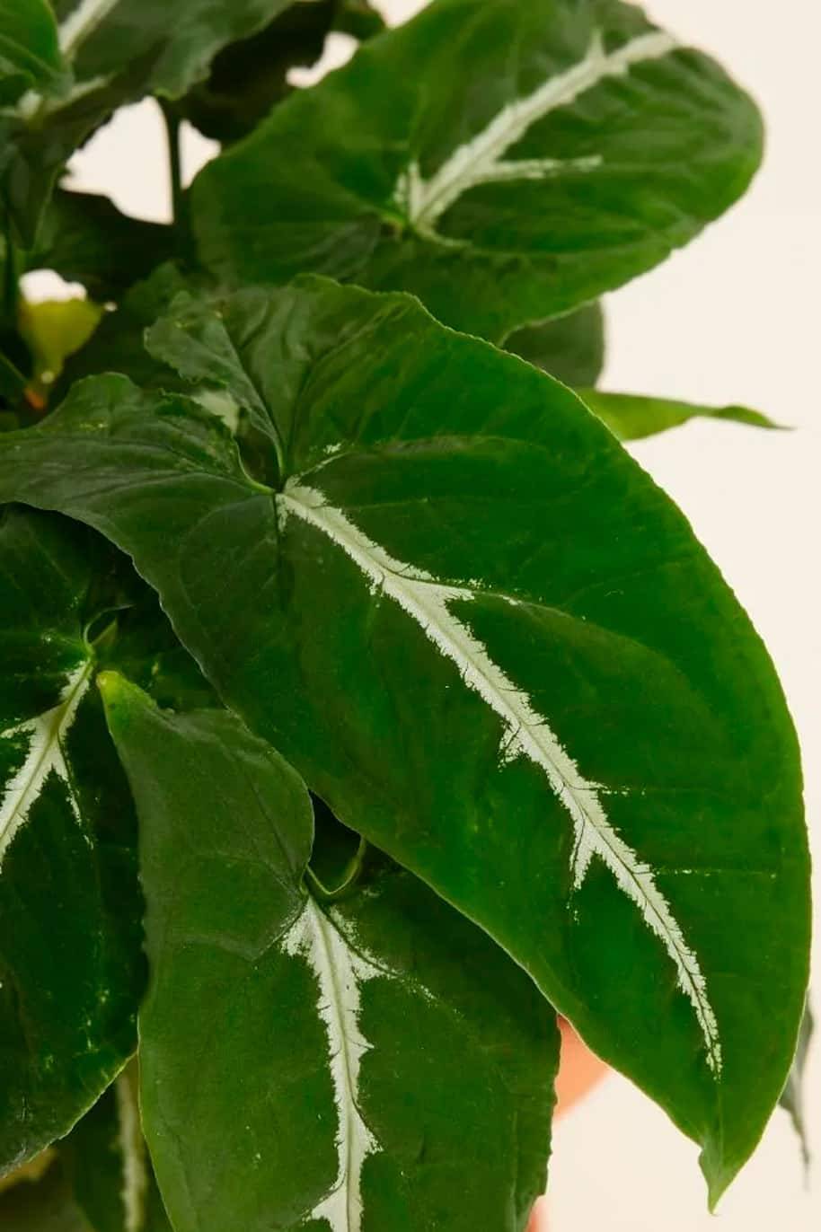 Syngonium