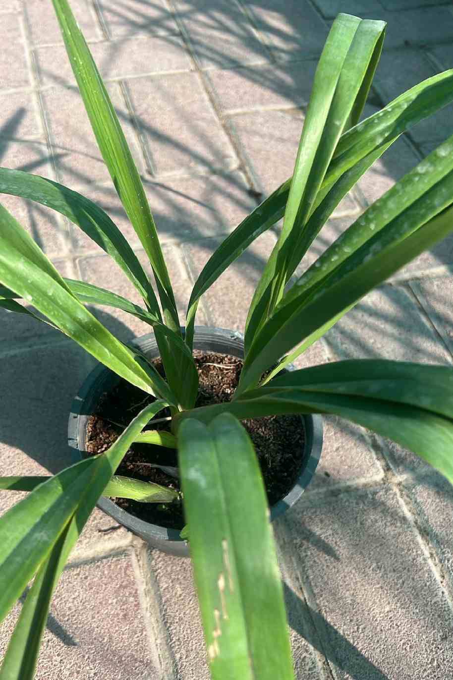 Tasman Flax Lily Green Mini