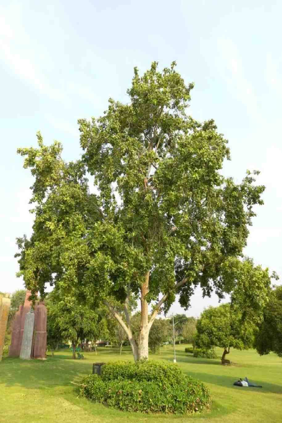Terminalia Arjuna - Arjuna Tree