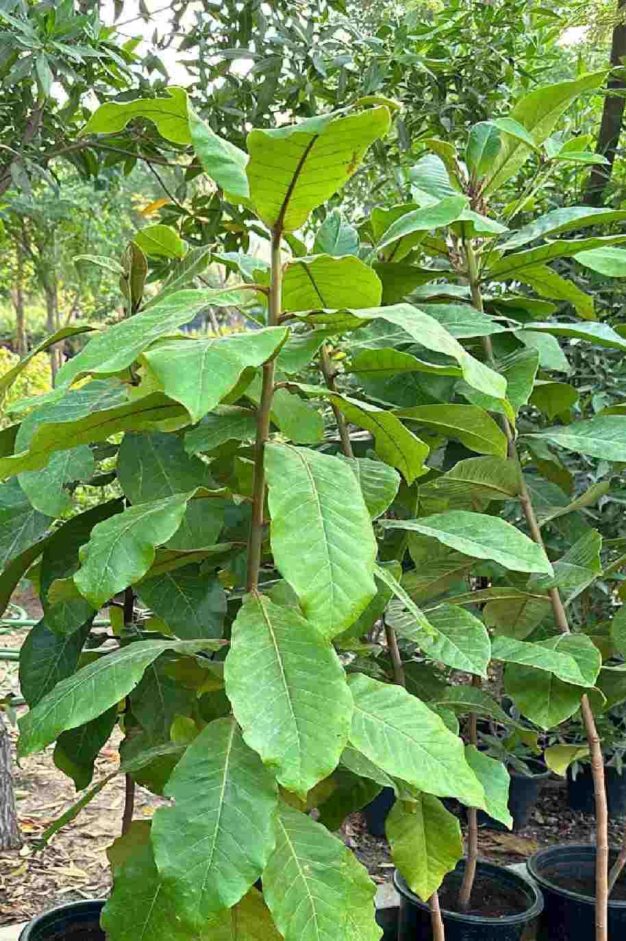 Terminalia Catappa - Indian Almond