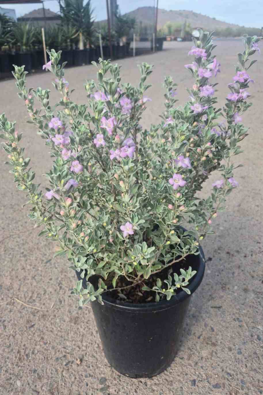 Texas Sage