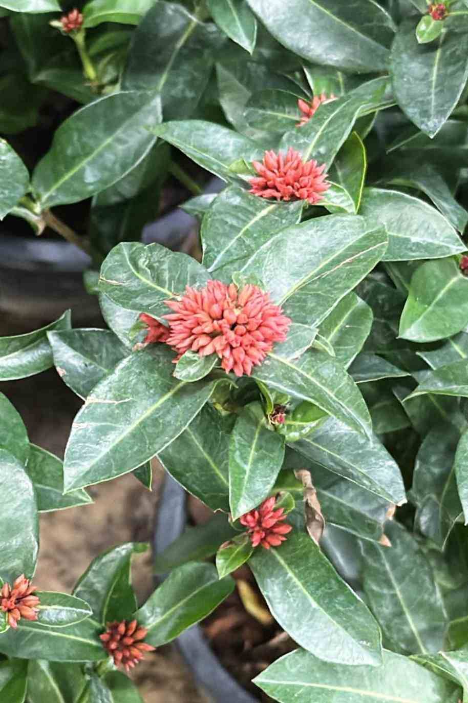 Ixora Chinensis