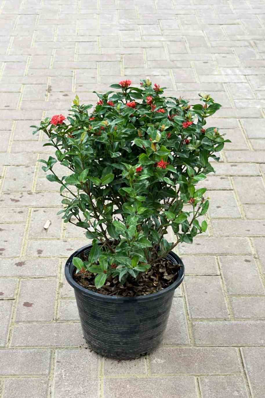 Thai Ixora Red