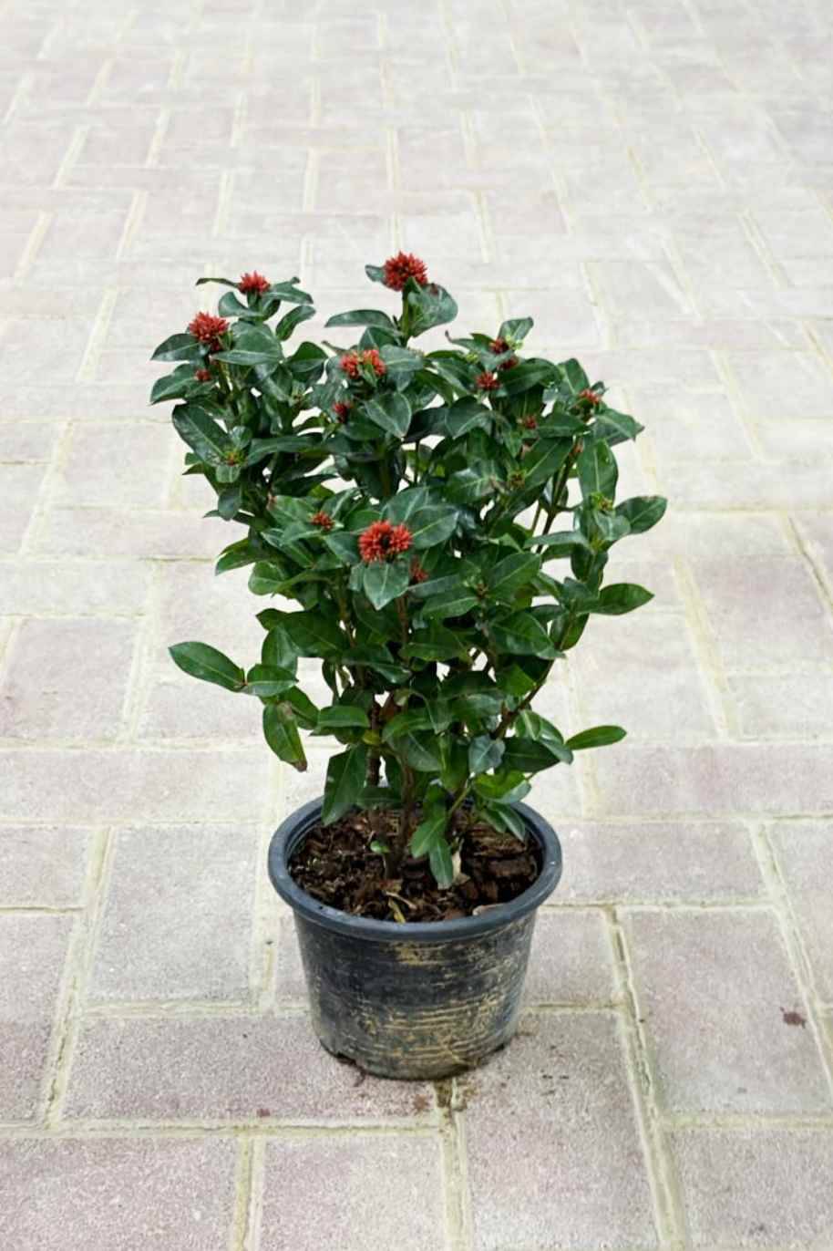 Thai Ixora Red