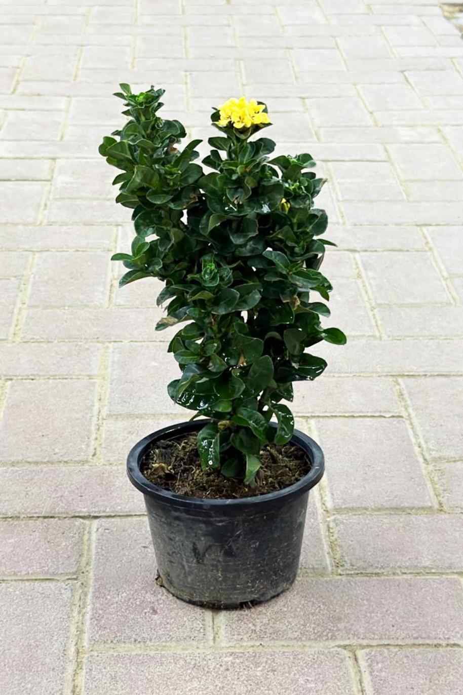 Thai Ixora Yellow