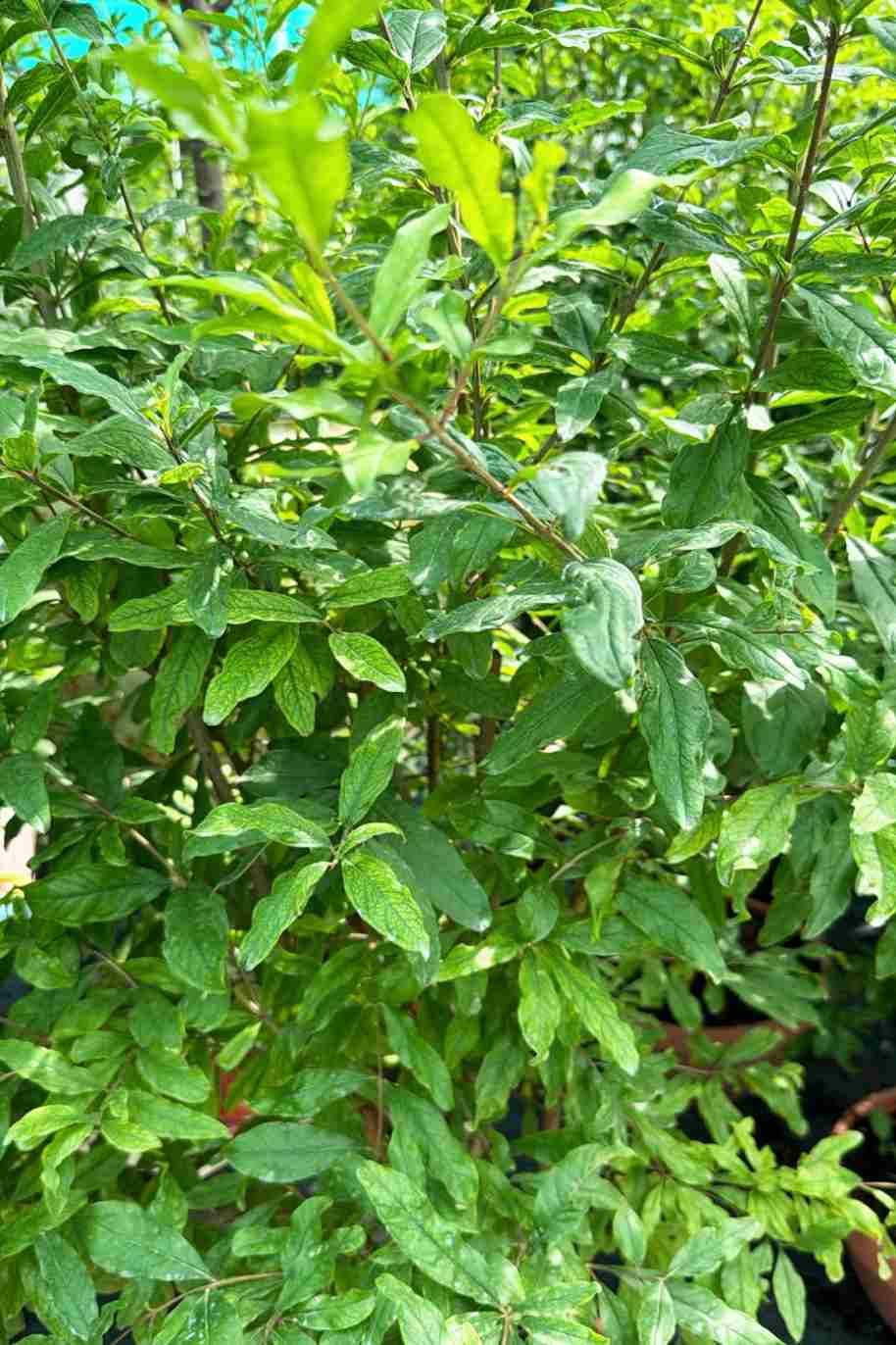 Punica Granatum