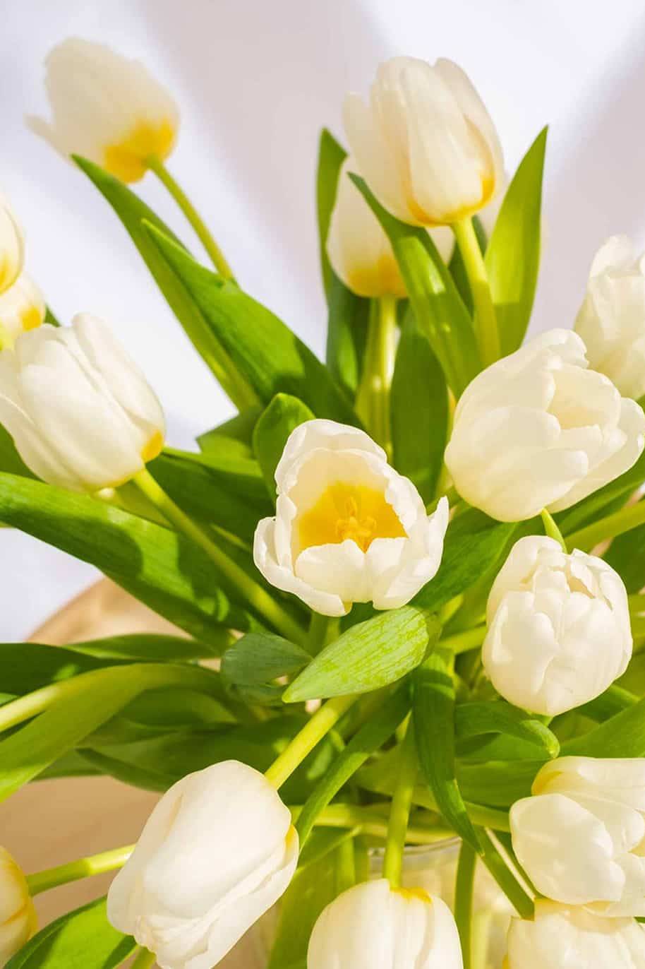 The Tulipo
