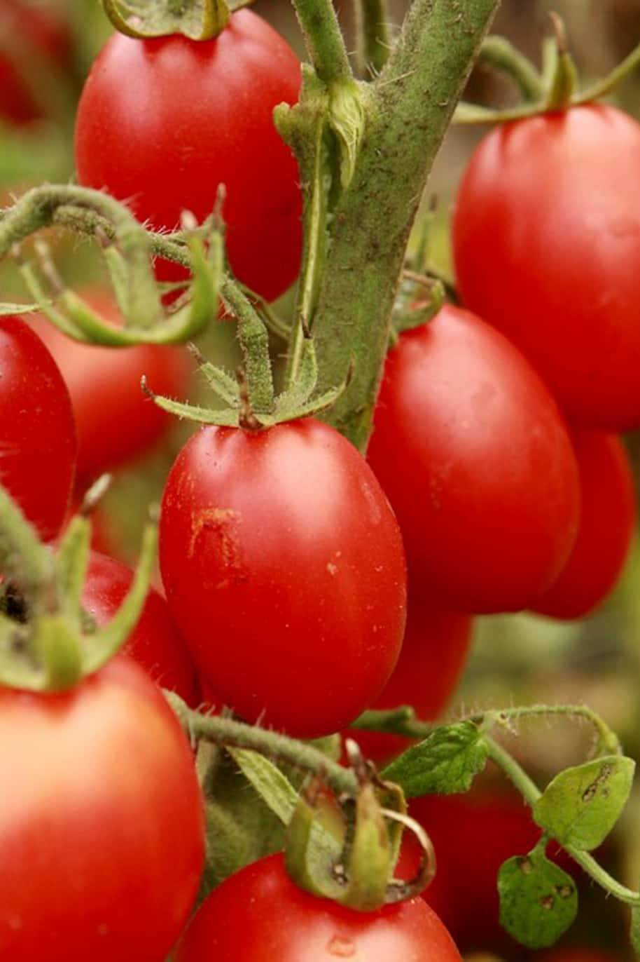 Tomato Borghese Seeds