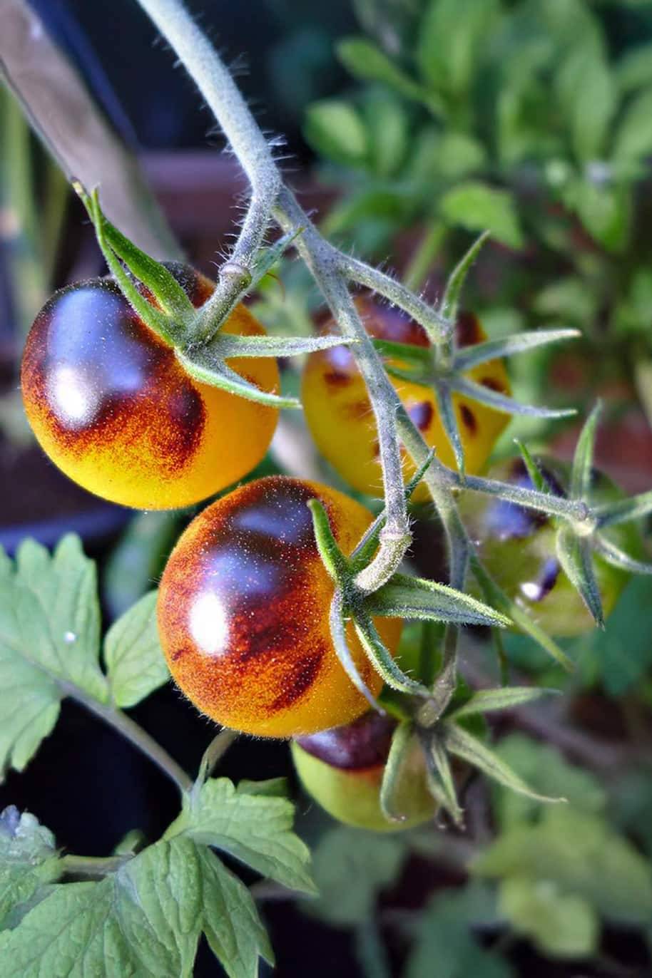 Tomato Indigo Gold Seeds