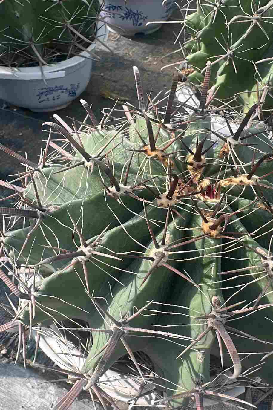 Ferocactus Peninsulae