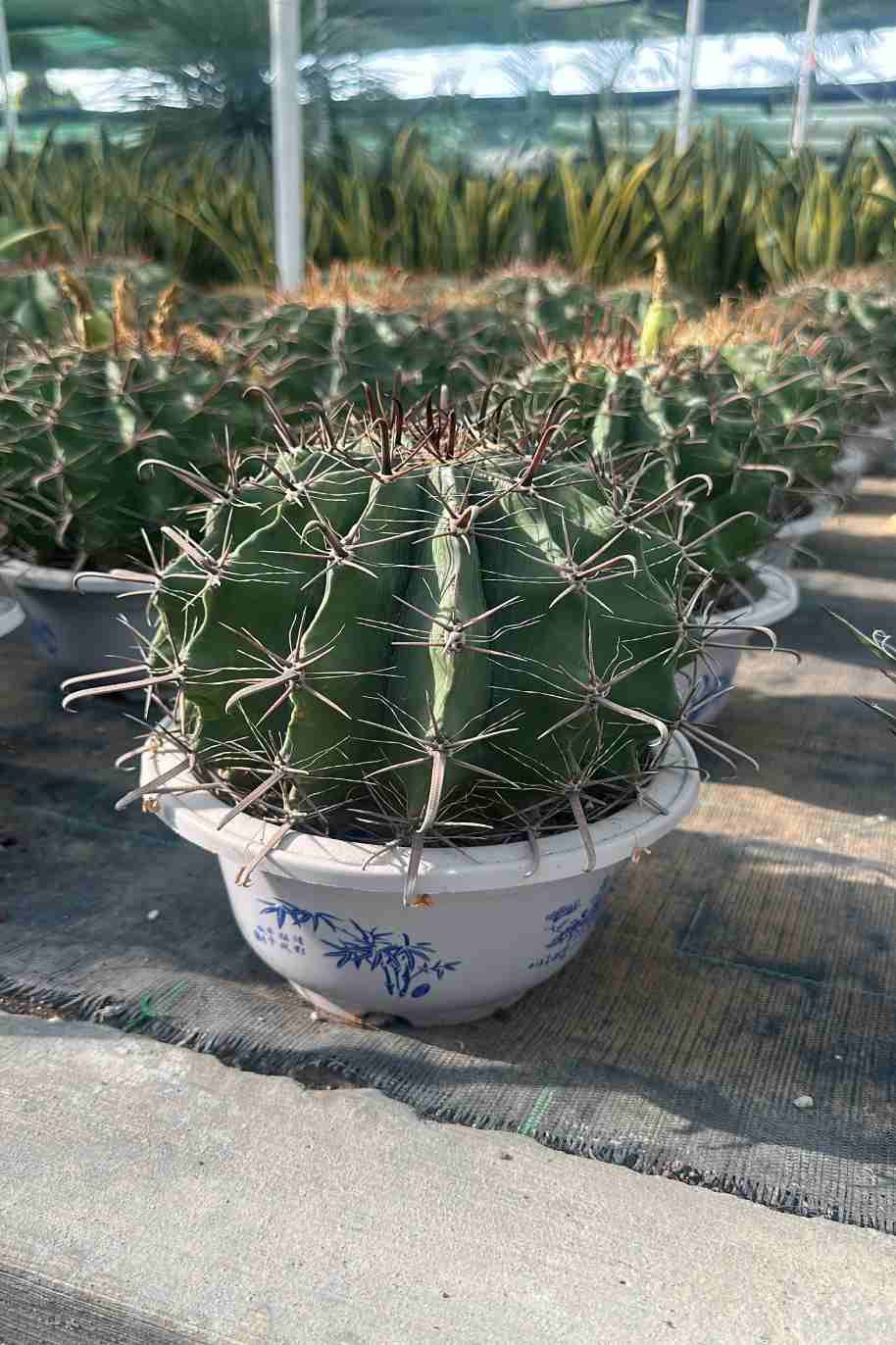 Townsend Barrel Cactus