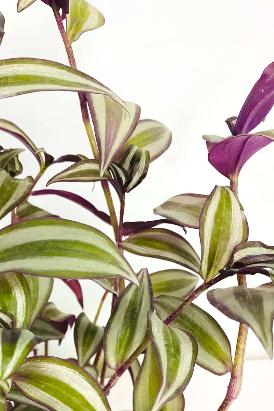 Tradescantia Zebrina Hanging
