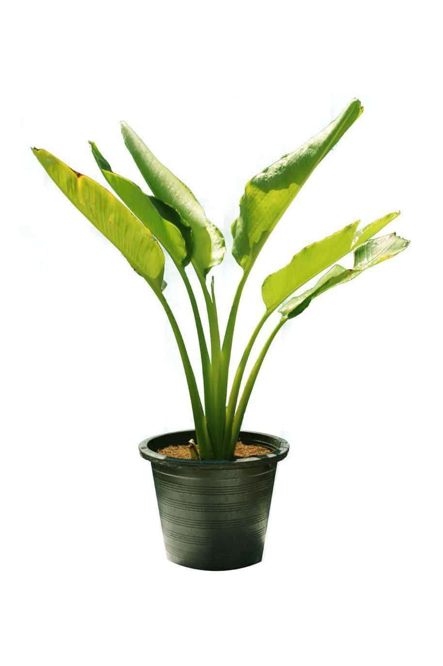 Travellers Palm