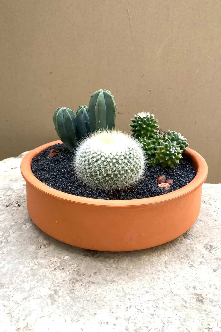 Trio Cactus