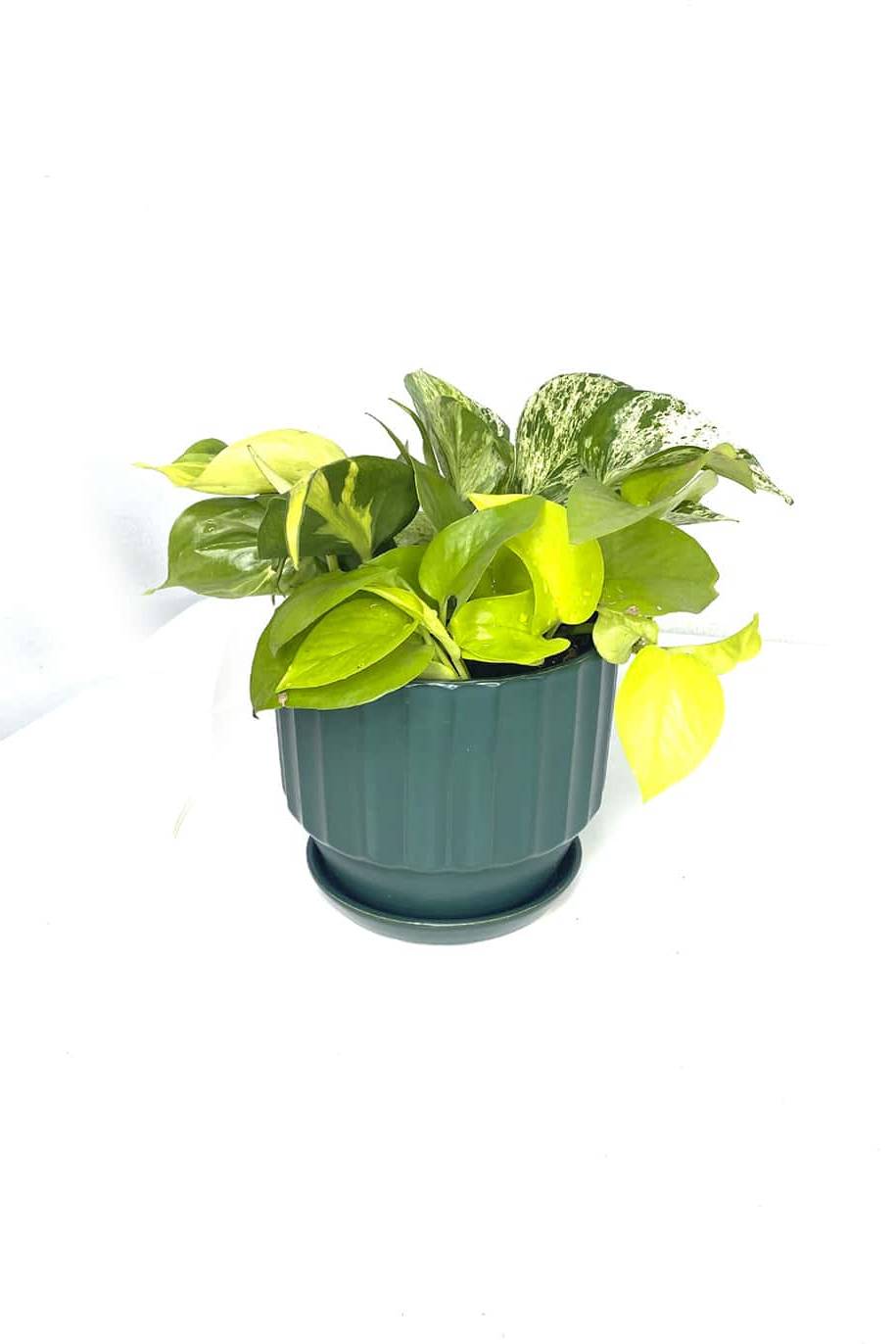 Trio Pothos