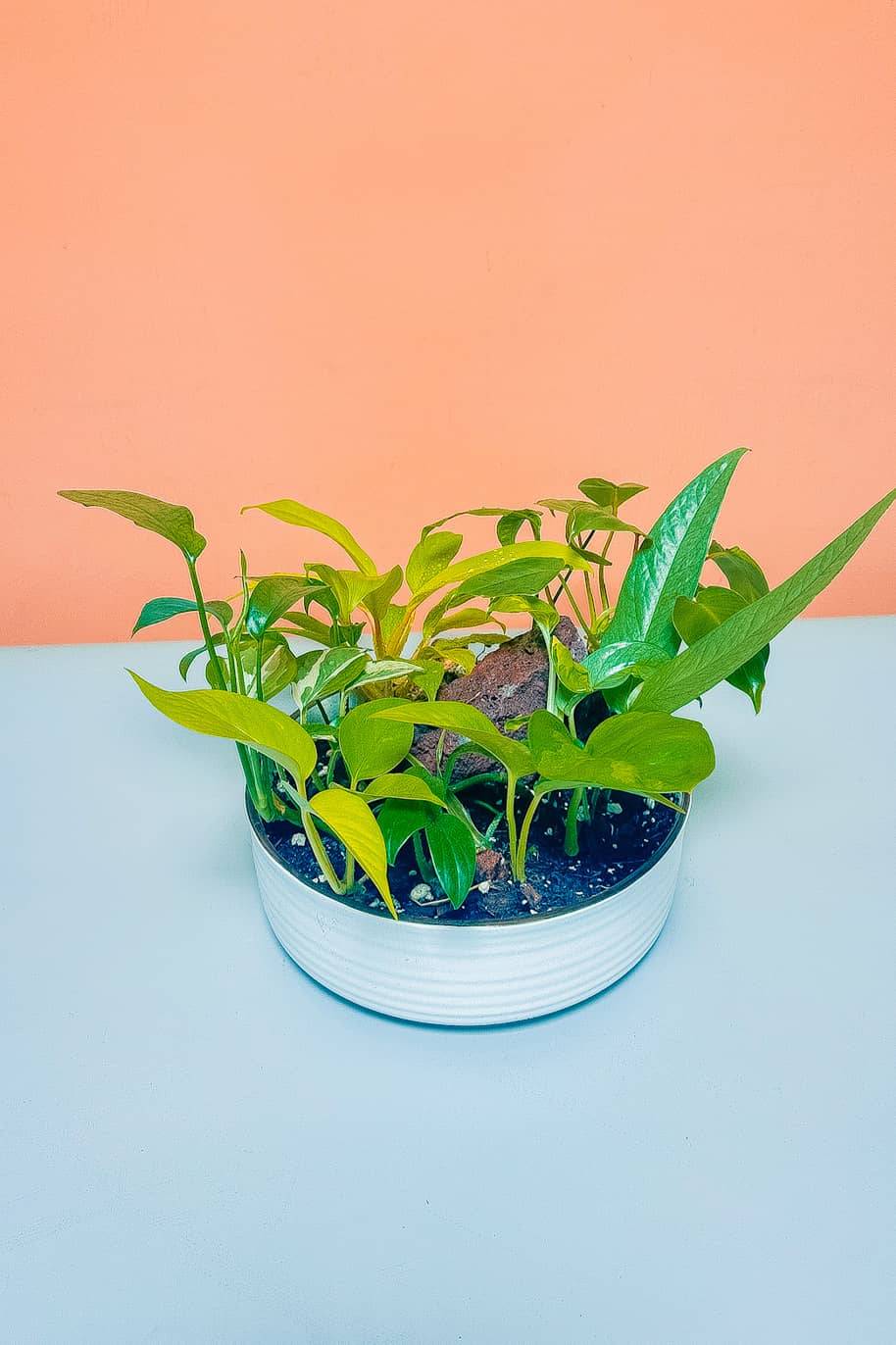 Tropical Mix