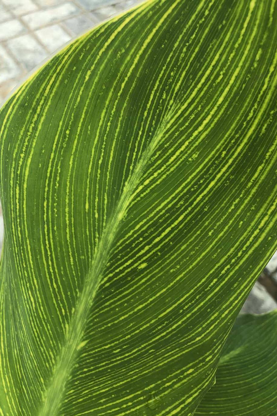 Canna generalis tropicana