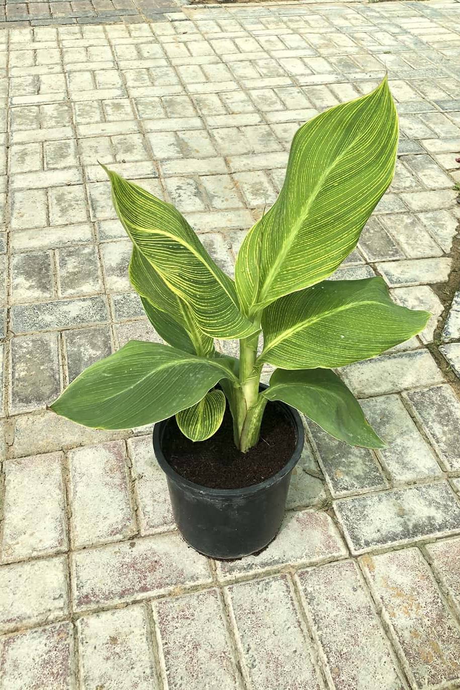 Tropicana Canna Lily Water Plant