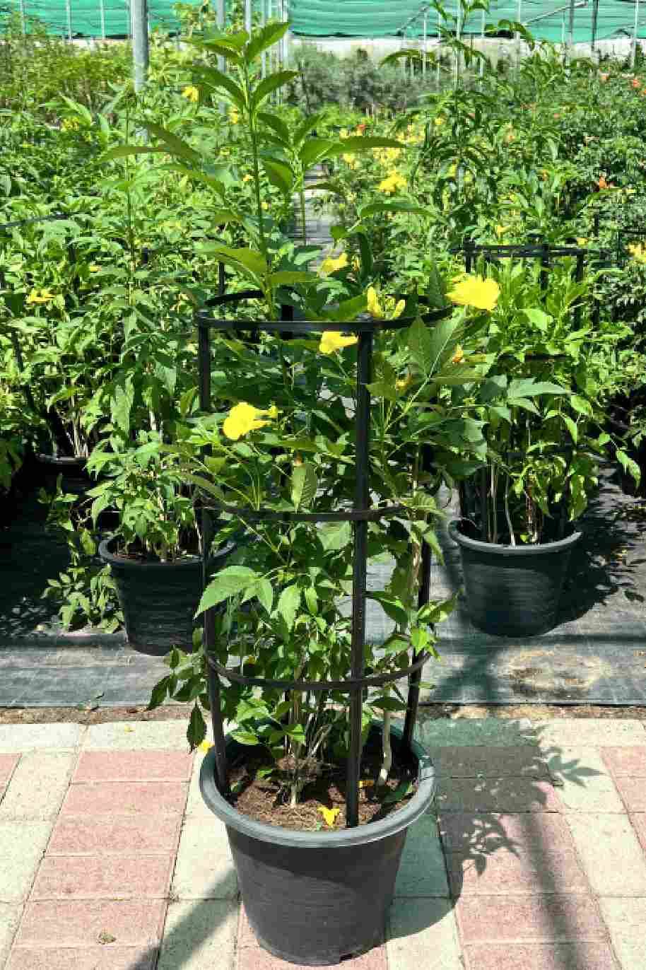 Trumpet Bush - Yellow Bells