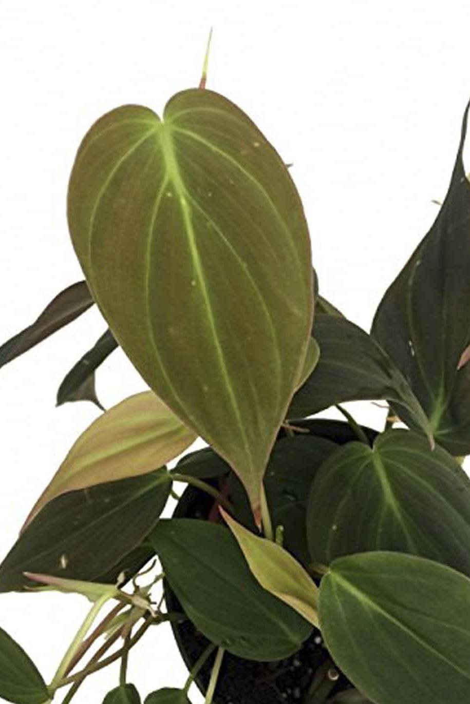 Velvet Leaf Philodendron