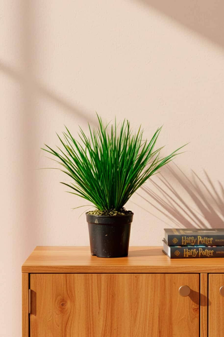 Vetiver Grass