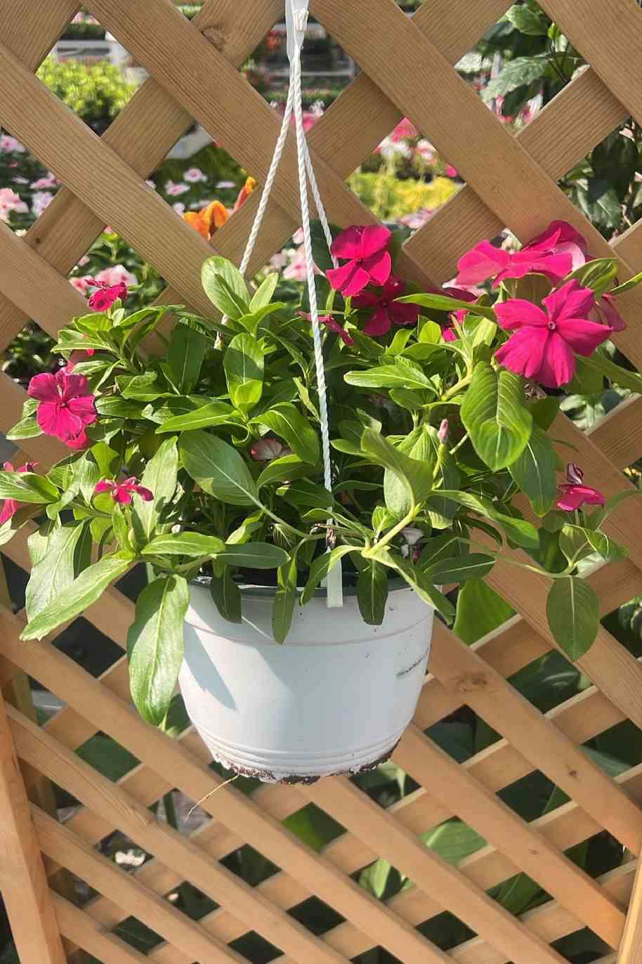 Vinca Hanging