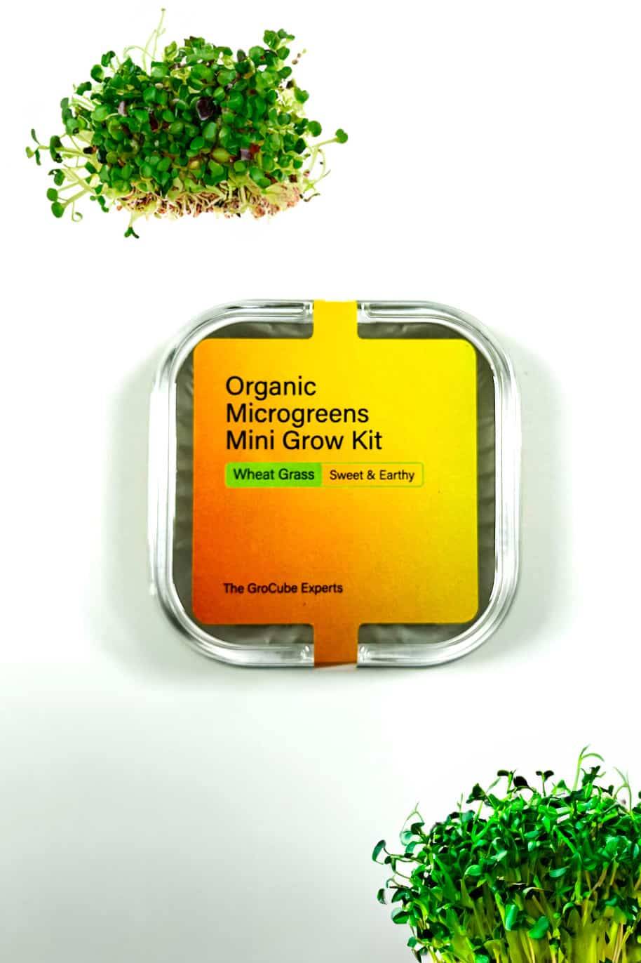 Wheet Grass - Mini Microgreen Grow Kit