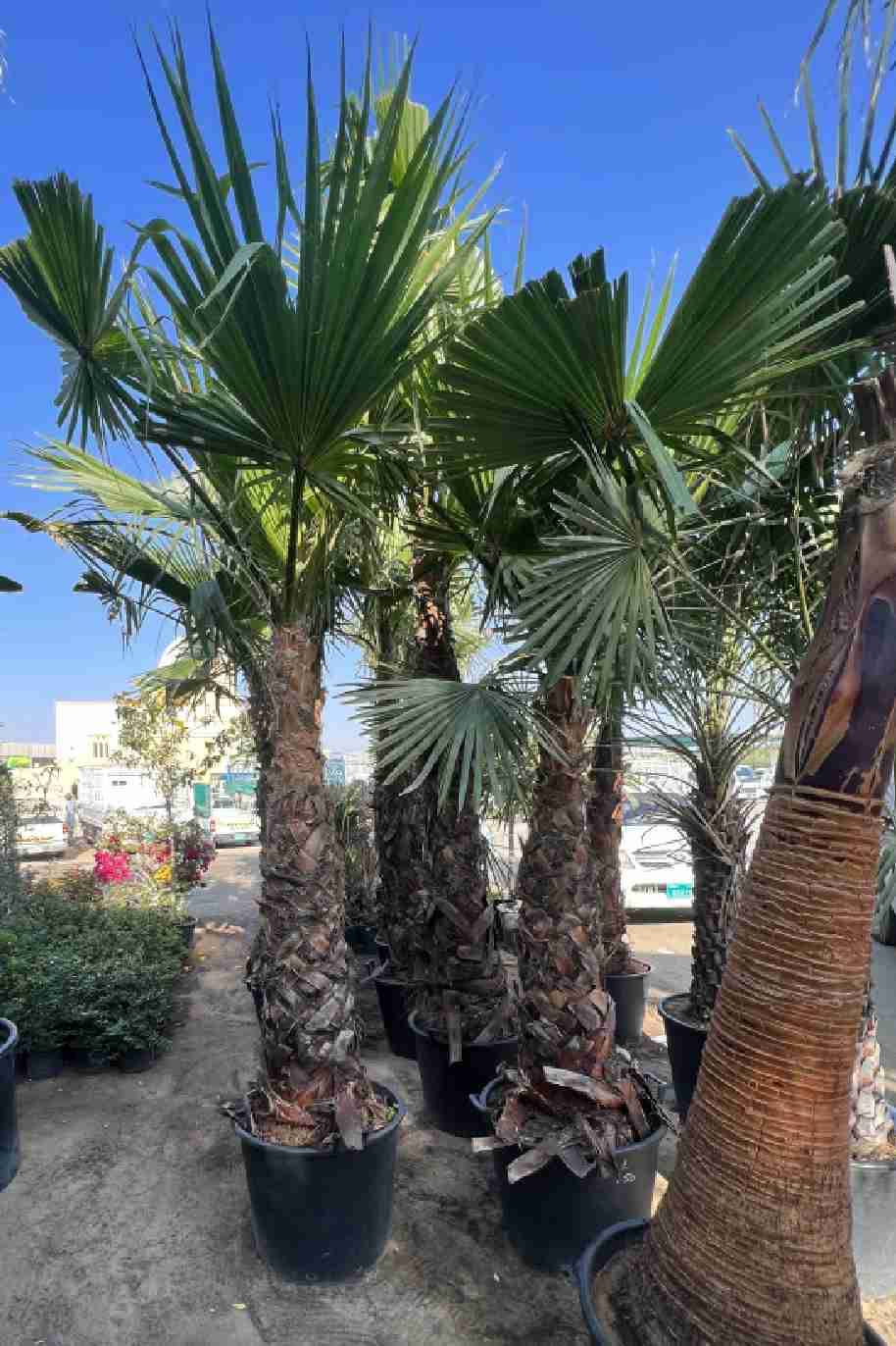 Washingtonia Palm
