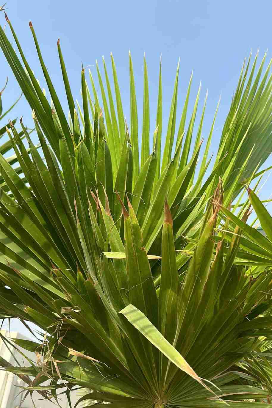 Washingtonia Palm 2Mtr