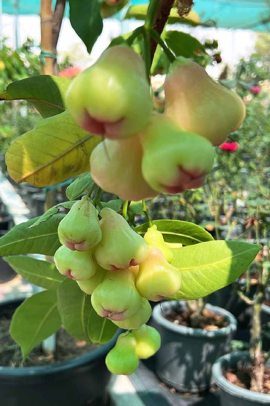 Water Apple Tree Tall