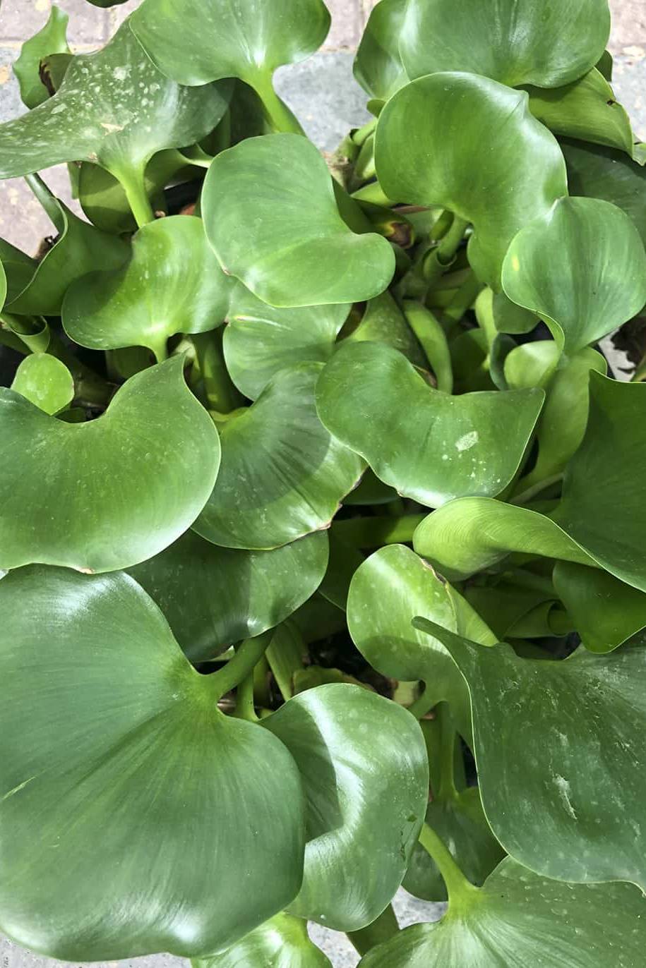 Hyacinth Water Plant
