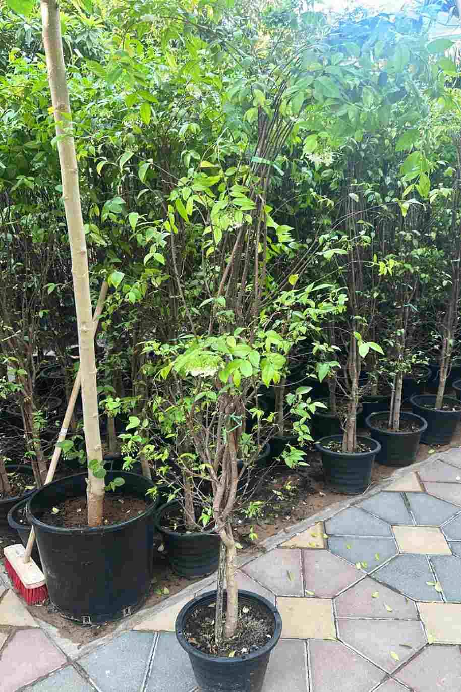Wrightia Religiosa