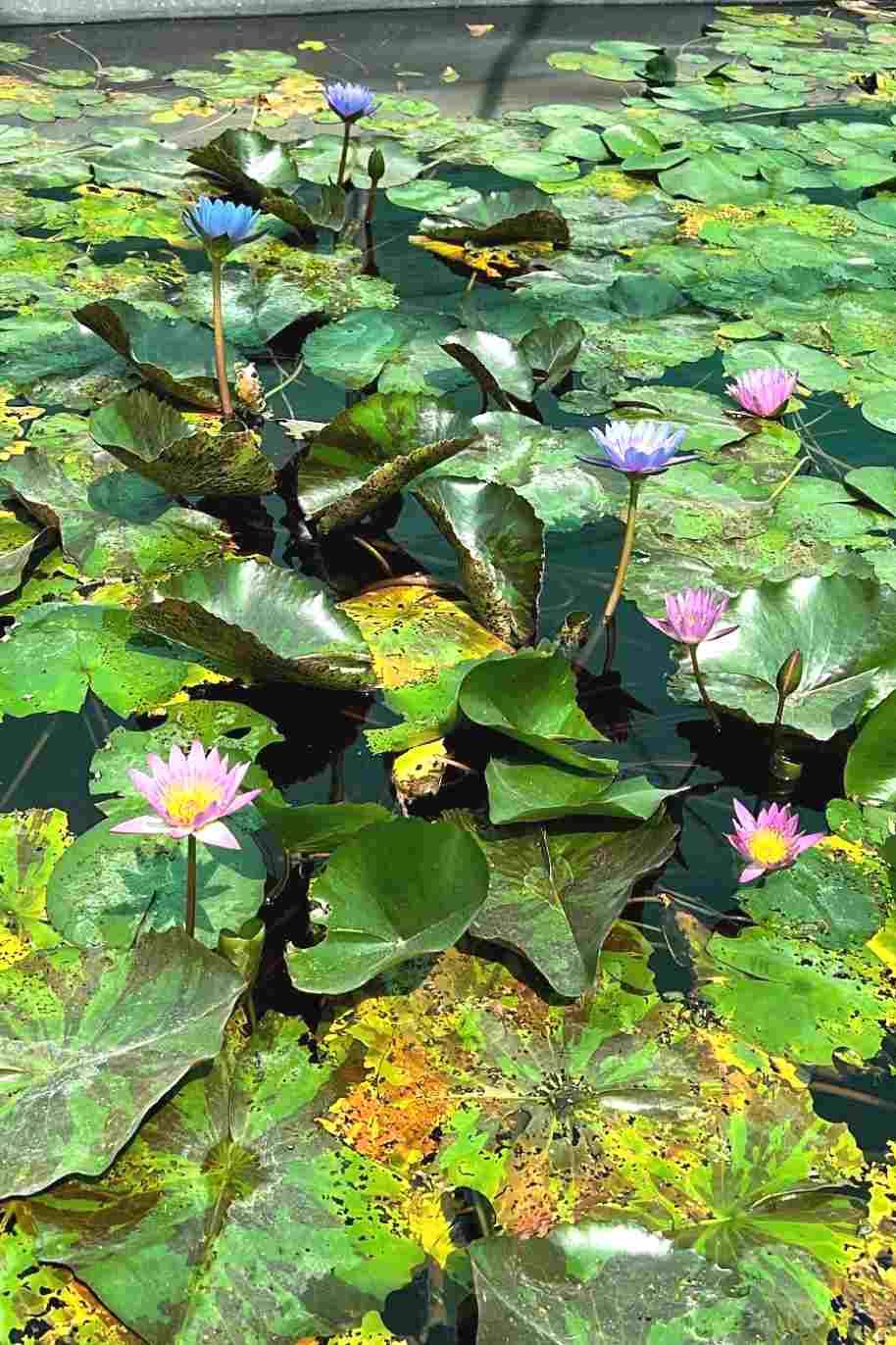 Water Lily