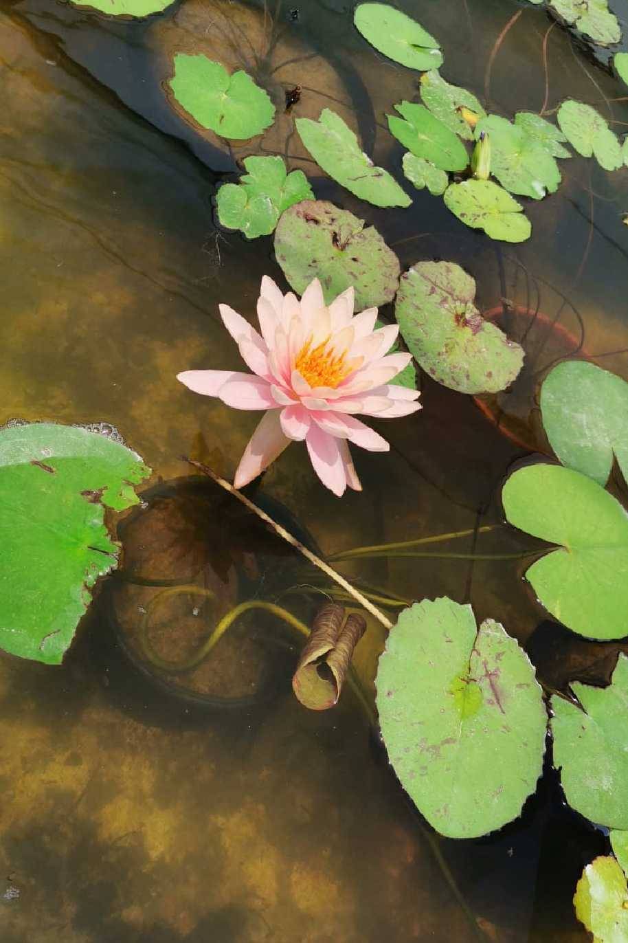 Water Lily Mexican Pink