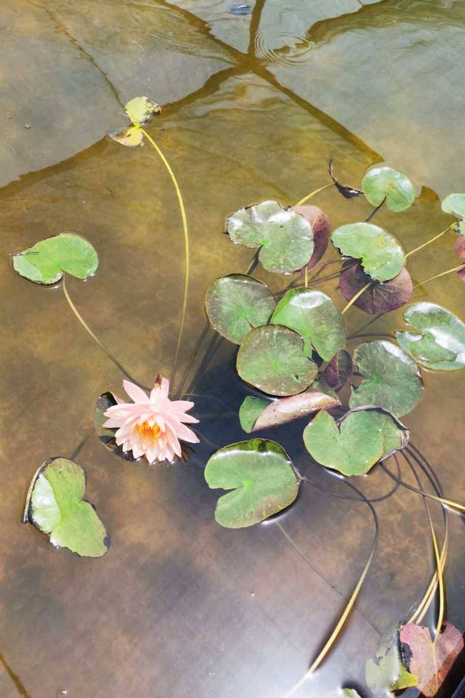 Nymphaeaceae