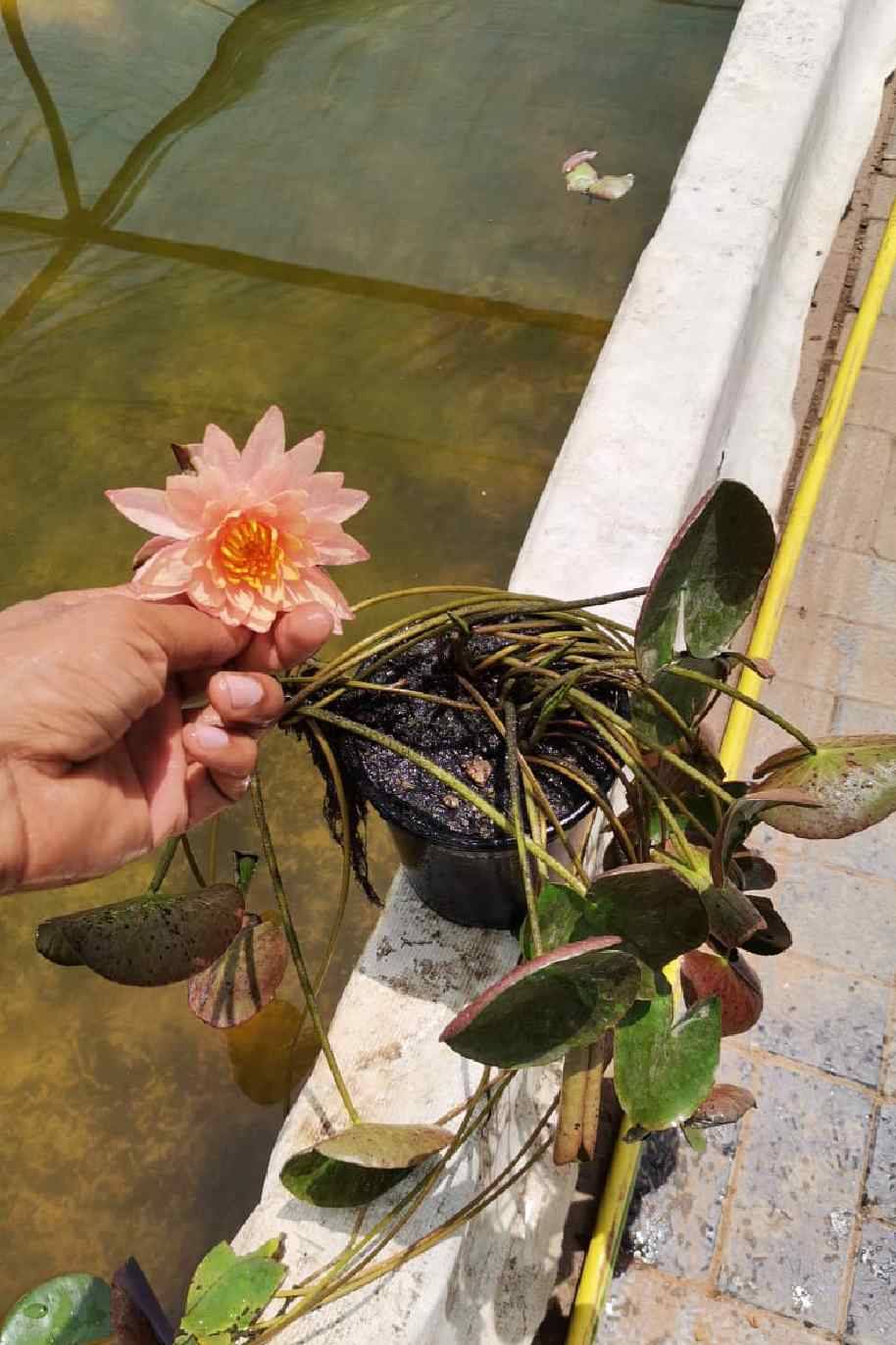 Water Lily Mexican Pink