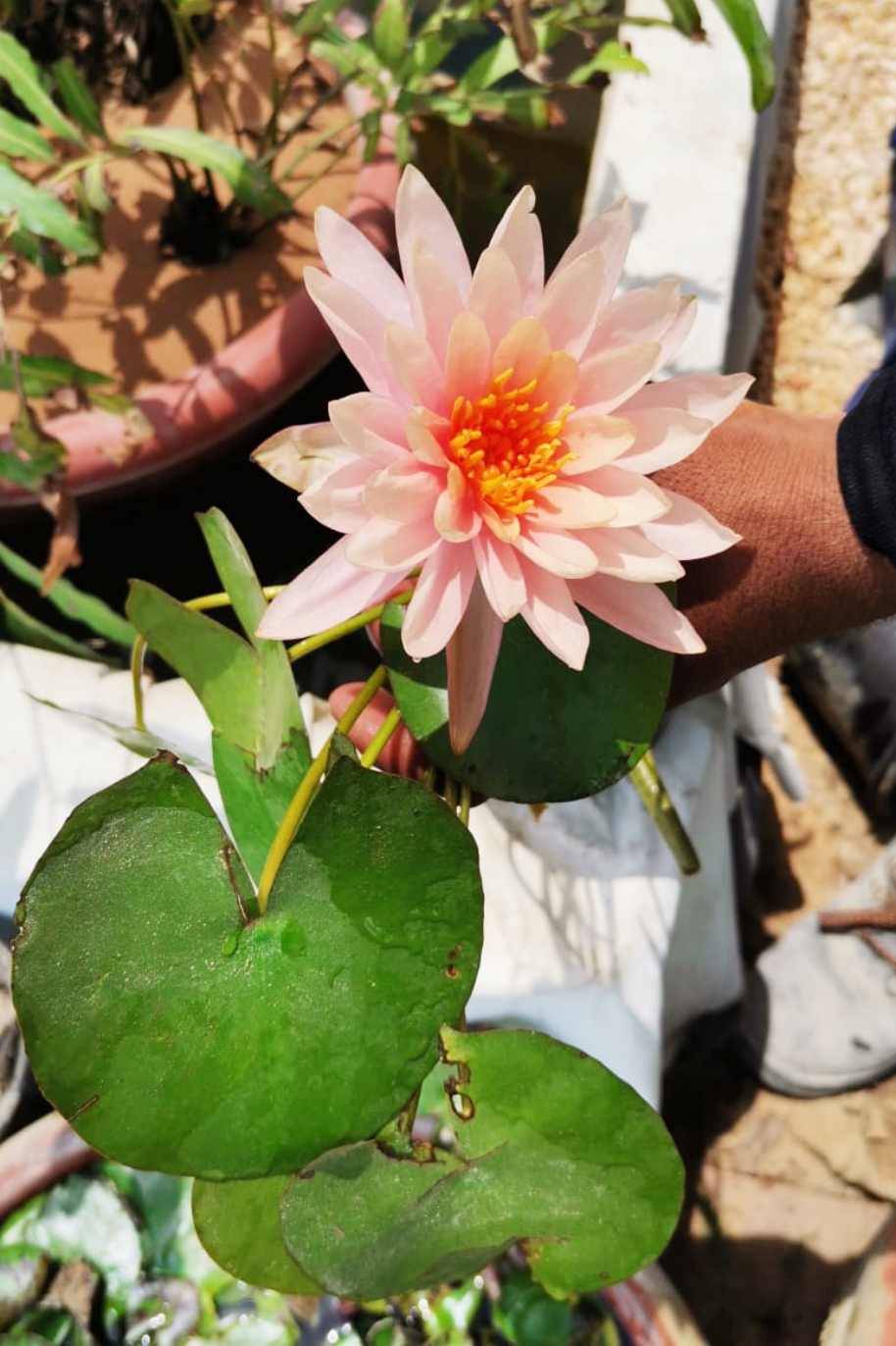 Water Lily Mexican Pink