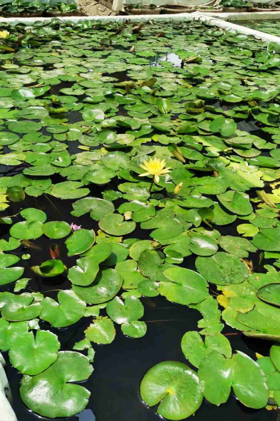 Nymphaeaceae