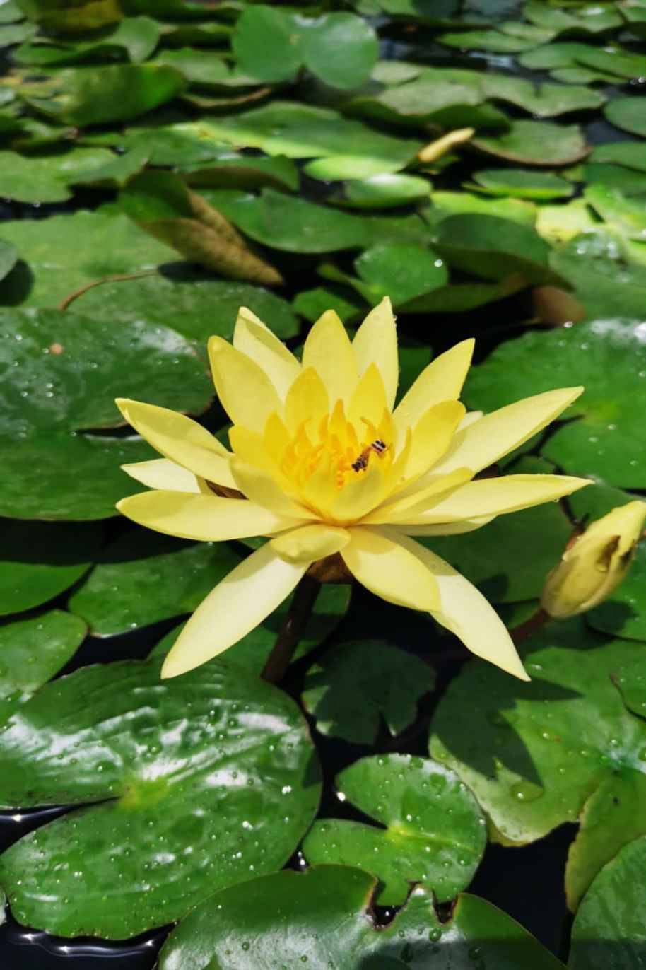 Water Lily Mexicana Yellow